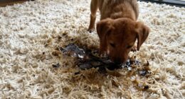 clean up pet messes quickly
